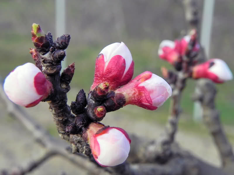 Pupoljci i mlade grančice višnje i trešnje protiv enureze