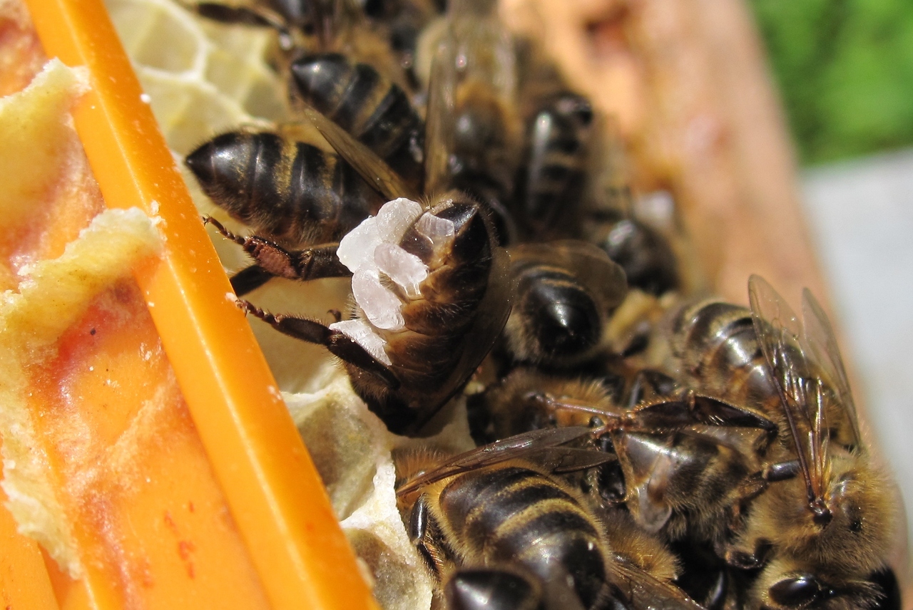 Liječenje ciste na jajniku uljem i pčelinjim vosakom